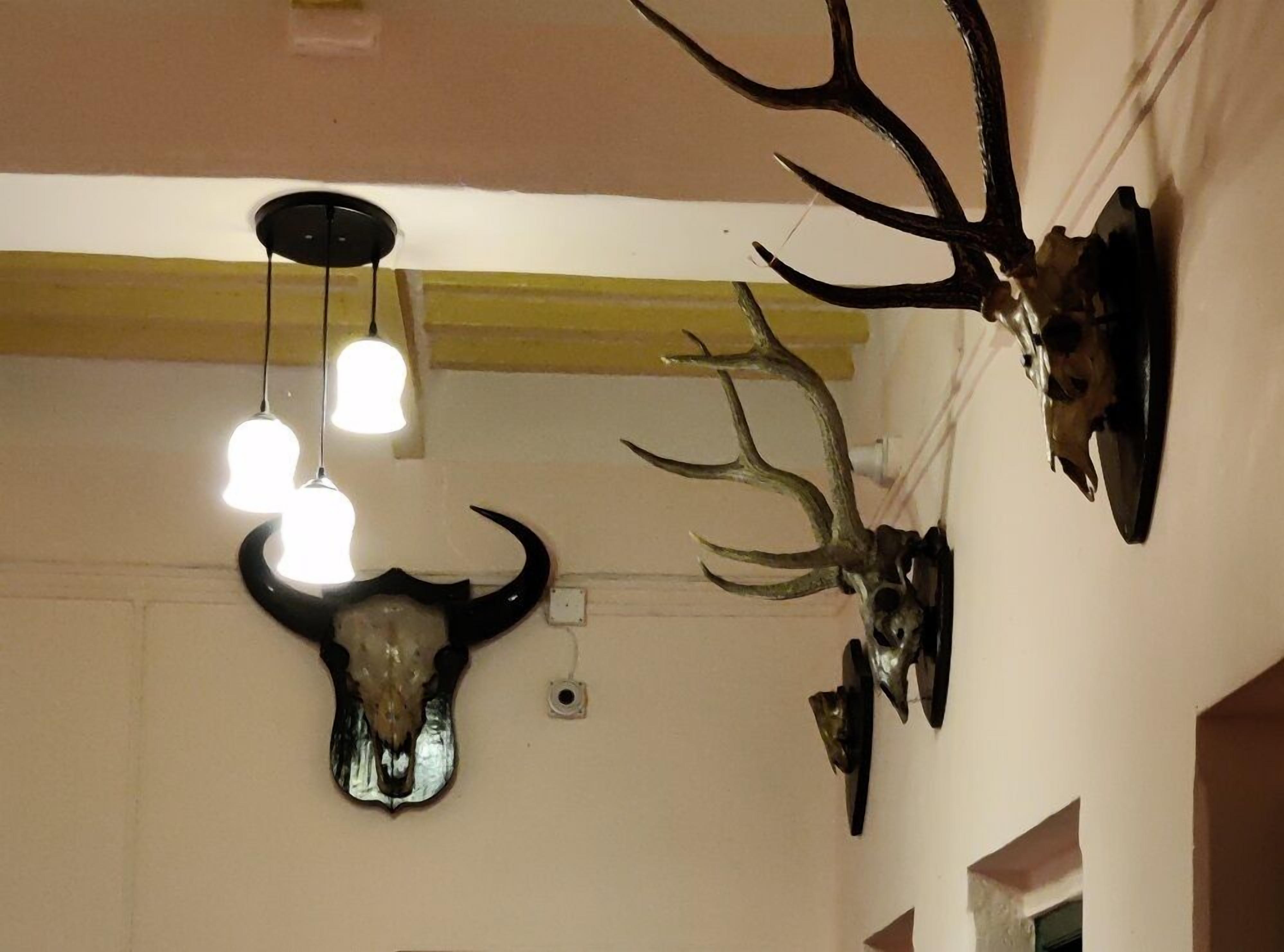Et værelse med en loftlampe og monterede dyreskeletter på væggen.
