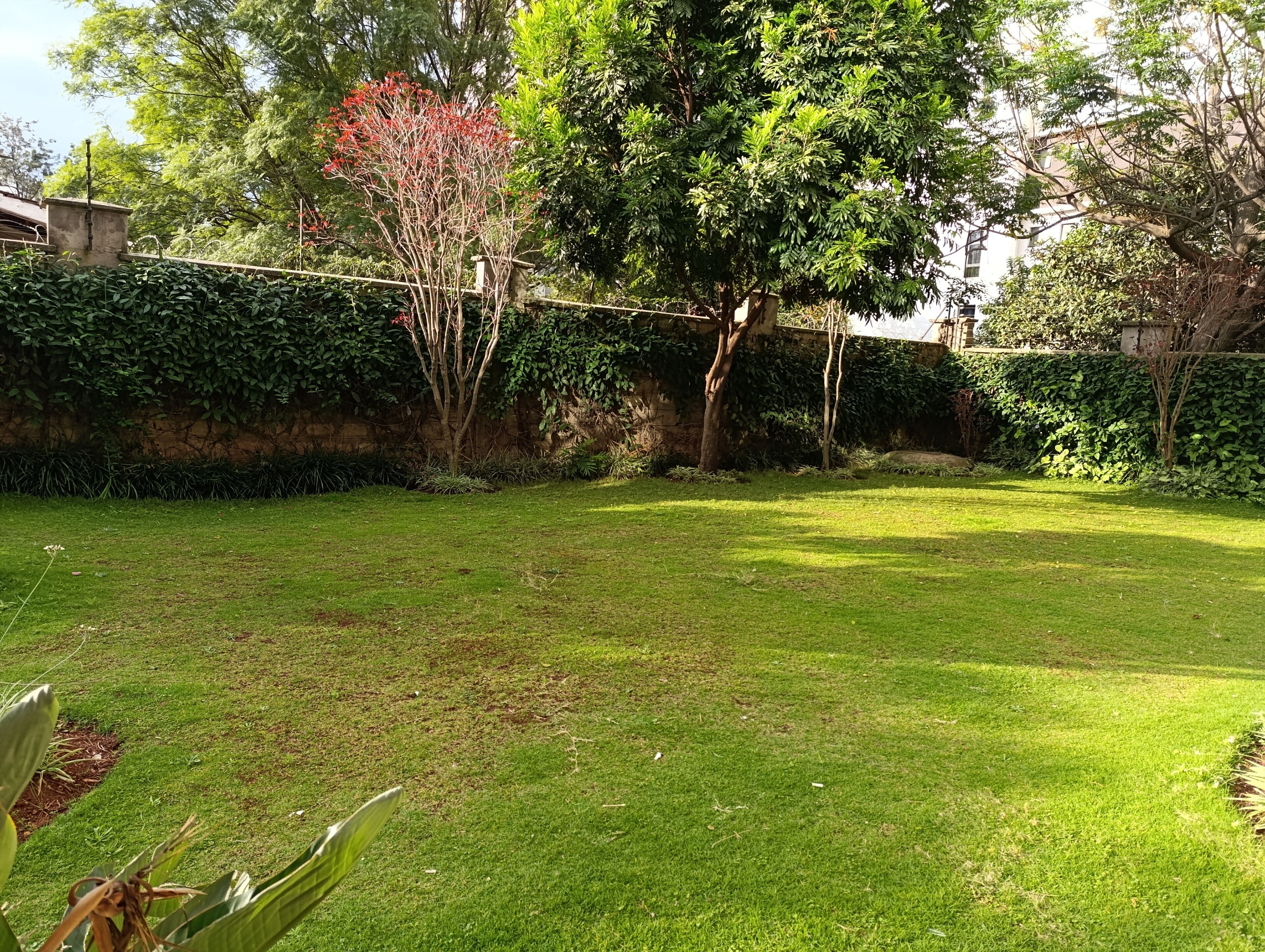 A well-maintained grassy yard with a stone wall and trees.