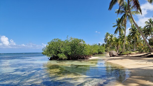 A beach with clear water, palm trees, and a small island with dense vegetation. - Sunset Villa with Infinity Pool (Las Terrenas)