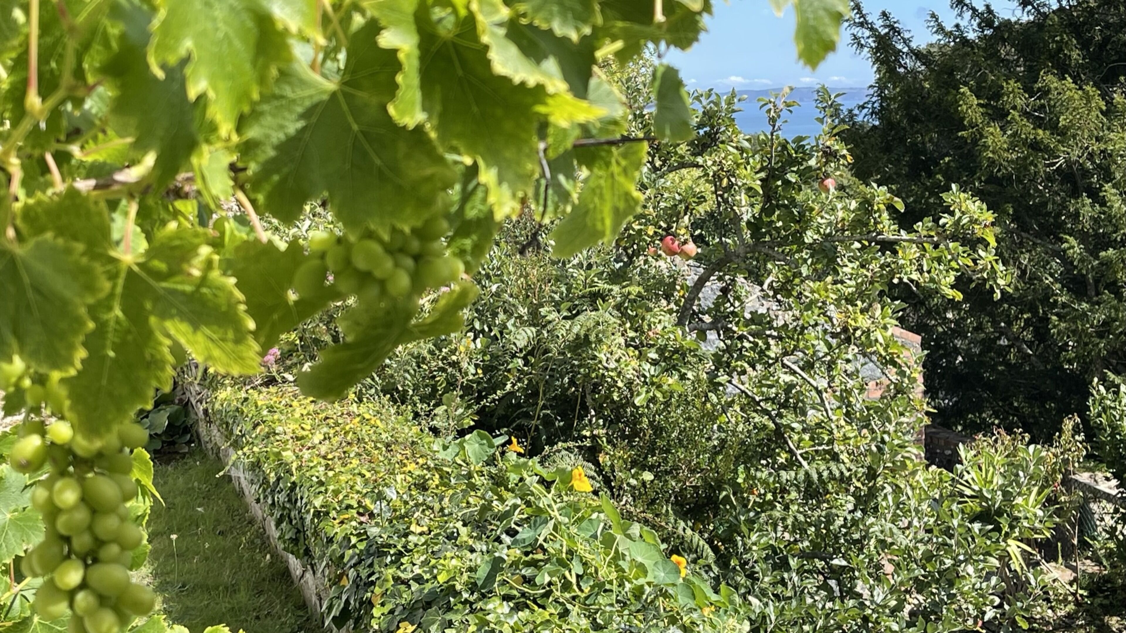 Garden view
