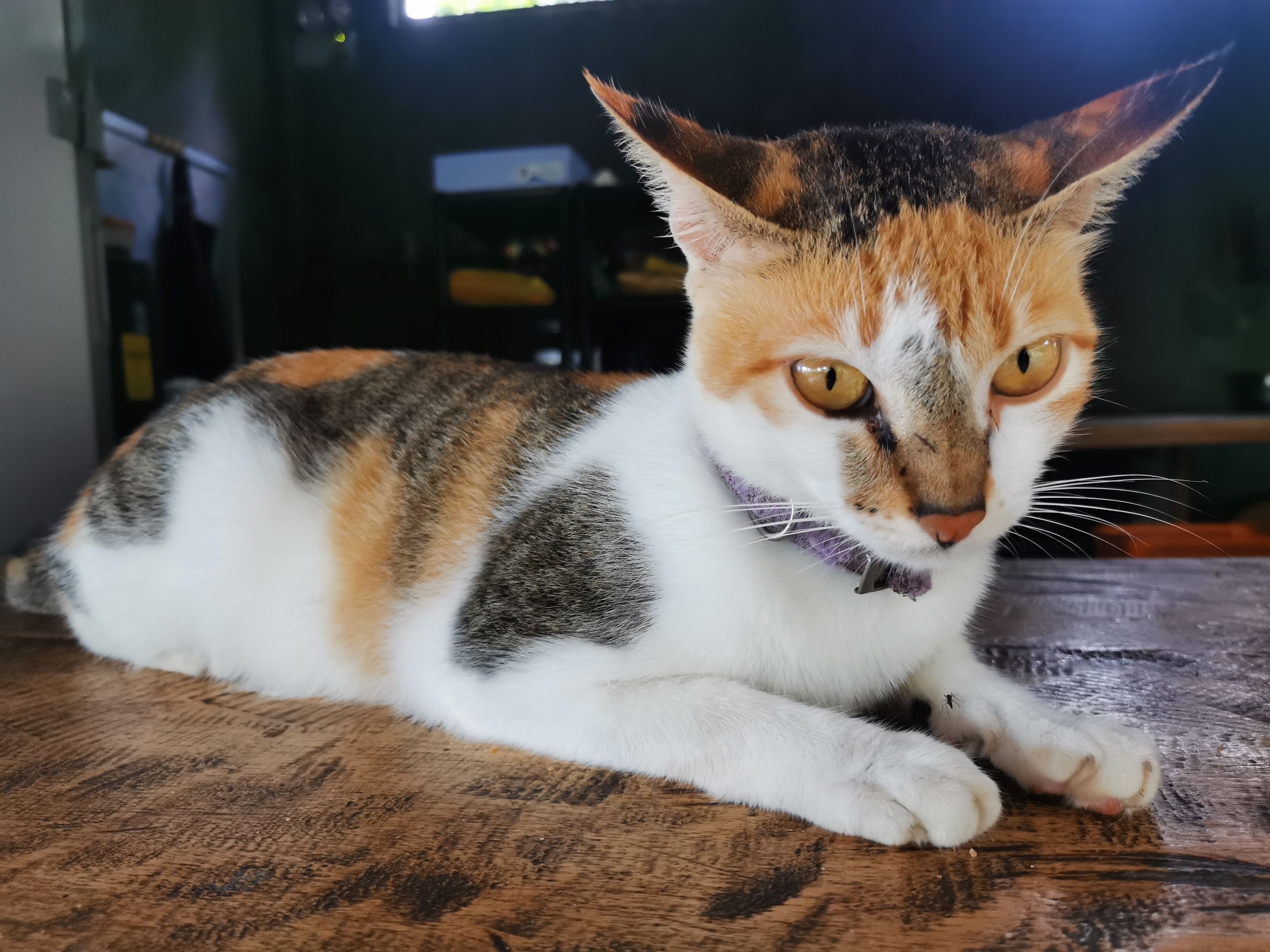 Een kat met een wit, oranje en zwart vacht liggend op een houten vloer.