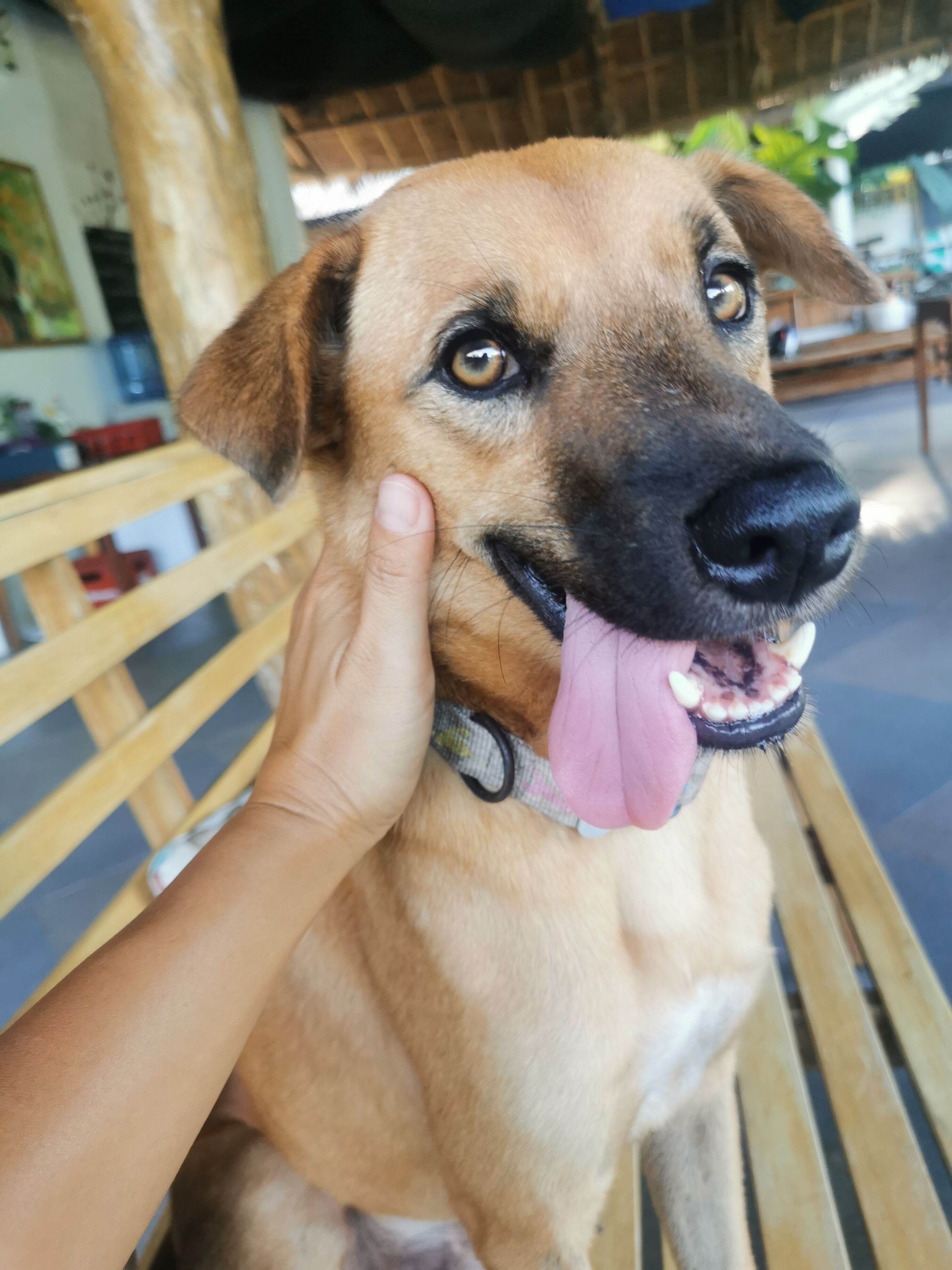 Thân thiện với vật nuôi