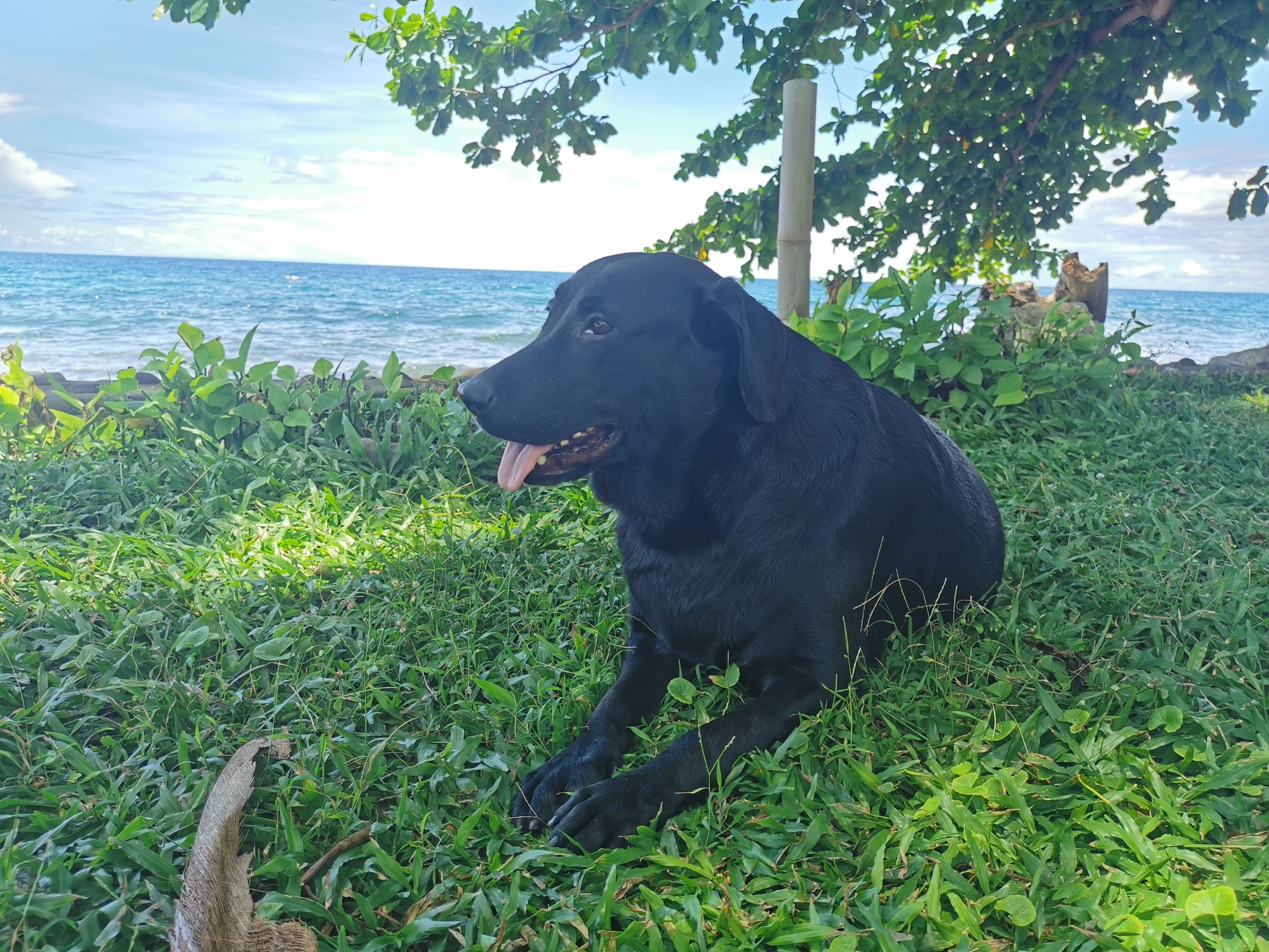 Un chien noir est assis sur l’herbe, près d’une étendue d’eau.
