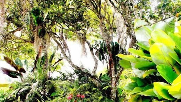 A tranquil garden with a pond, lush greenery, and a variety of plants. - Casa Laureles (Filandia)