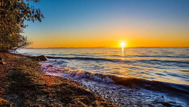 Ein Strand mit Wellen, einem Sonnenuntergang und einem Baum.