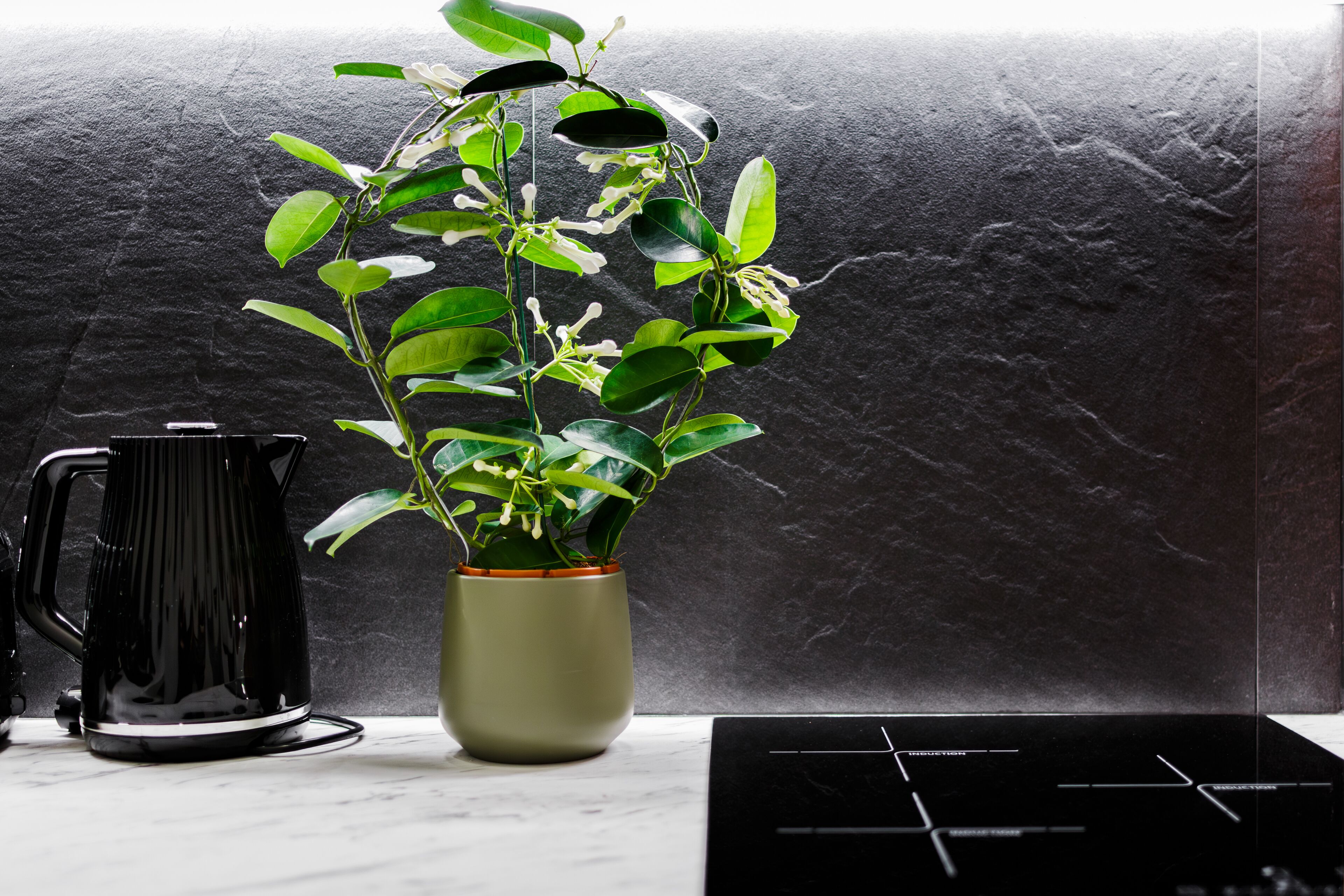 Una encimera de cocina con una planta en maceta, una cafetera negra y una estufa negra.