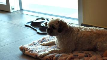 Een kleine hond ligt op een plaid met pootafdrukken, in de buurt van een deur met een voerbak en waterbak op de vloer.