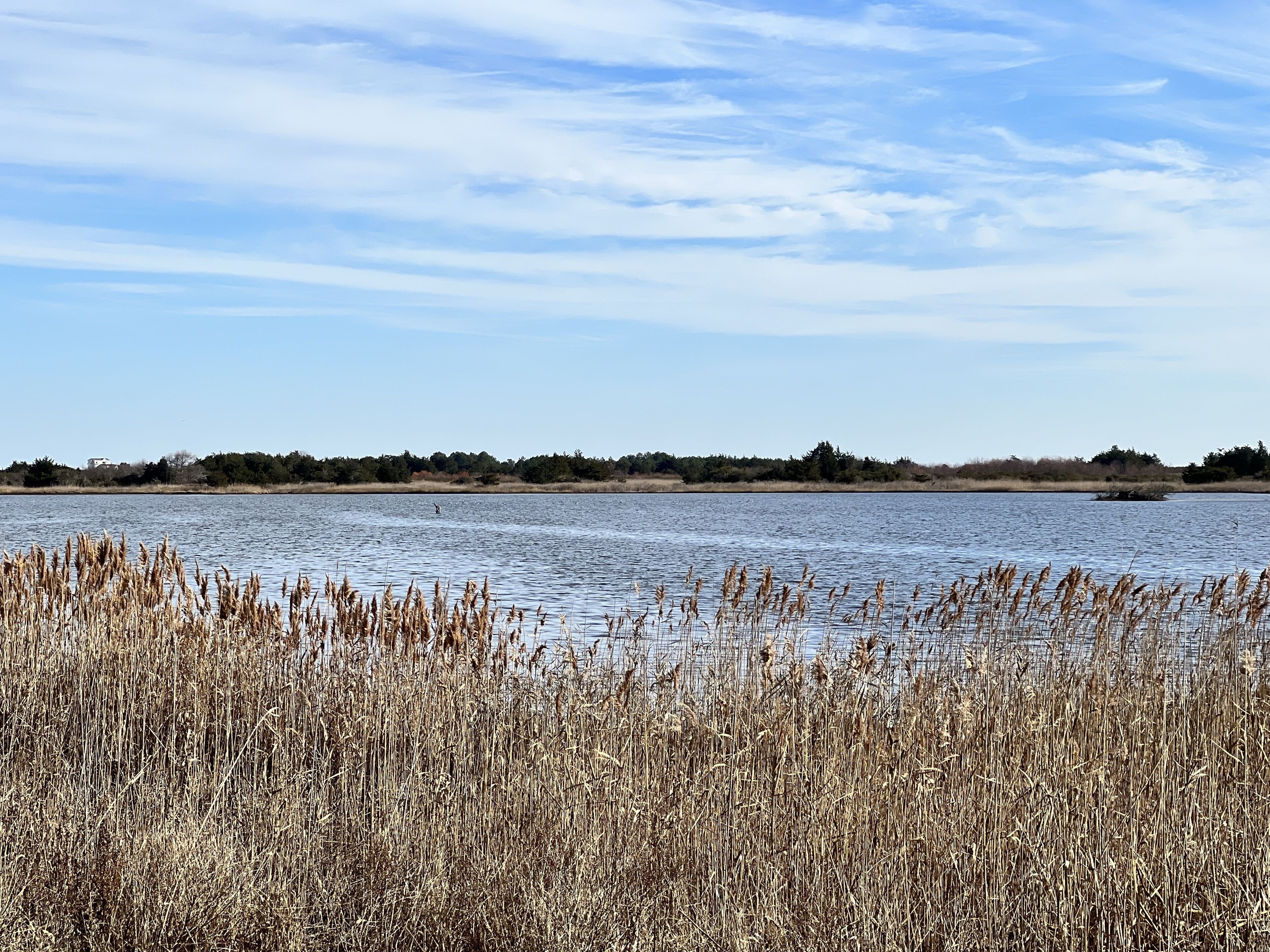 A calm lake with dry reeds in the foreground and a clear sky.