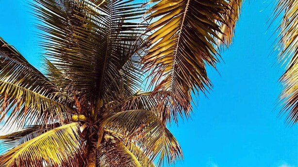 Una platja amb palmeres i un cel serè.