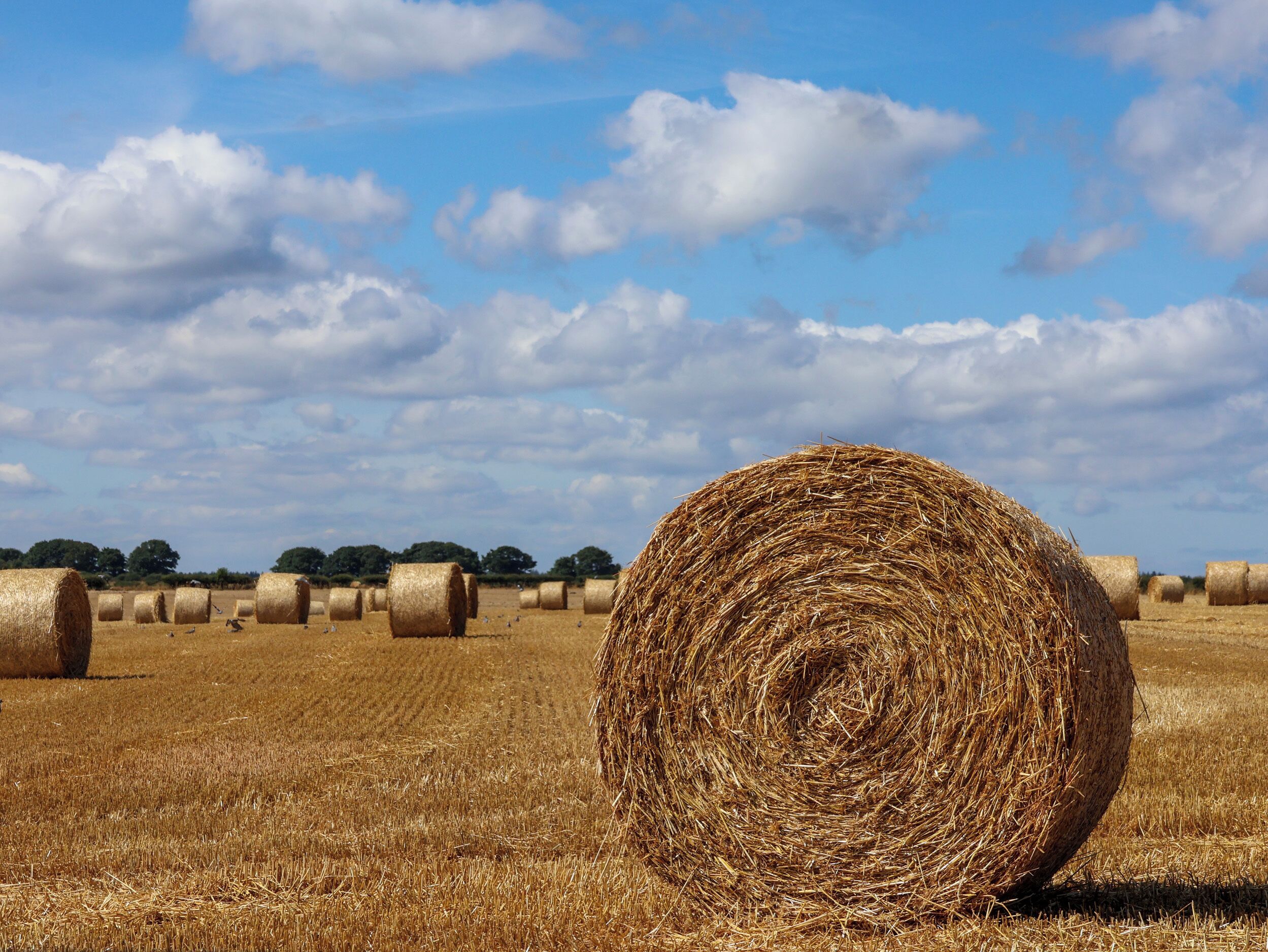 A field with hay bales under a clear sky.