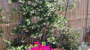 A garden with a wooden fence, a wooden planter with pink flowers, and a potted plant.