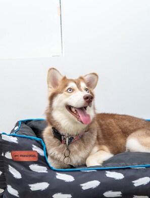 Pet-friendly