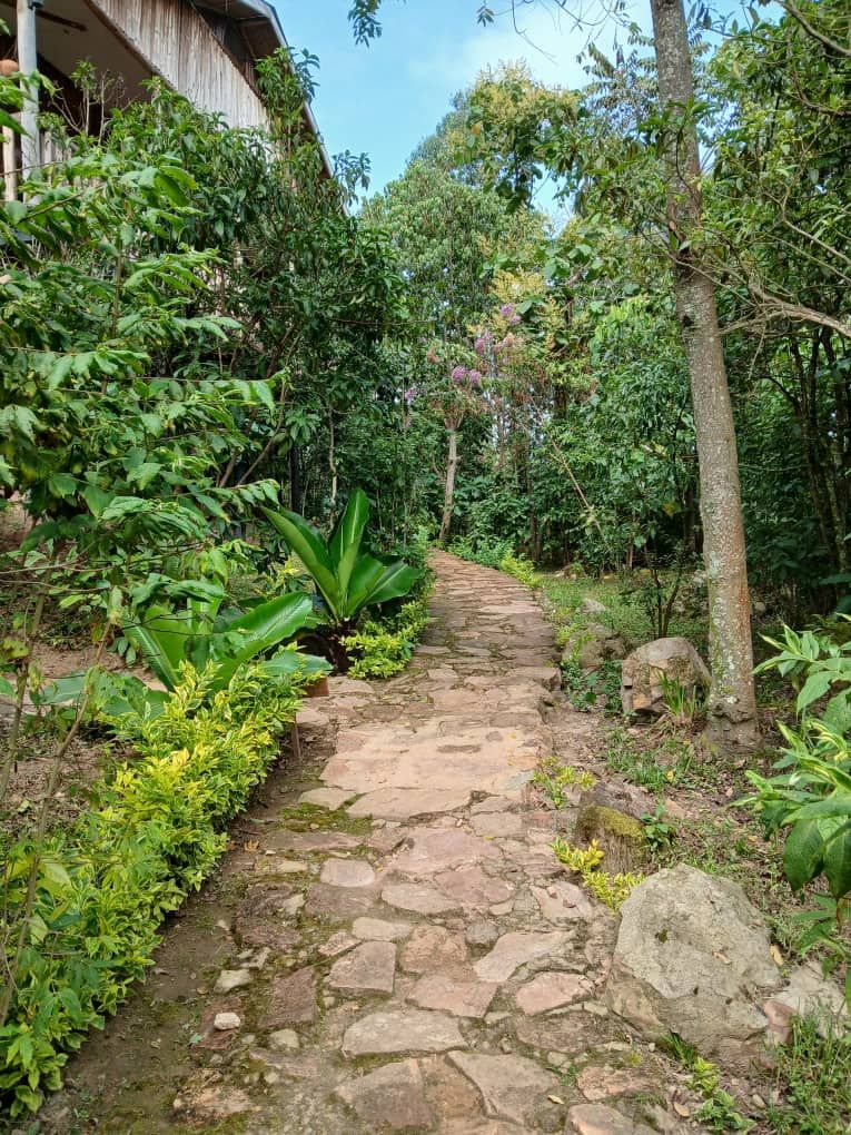 Un sendero de piedra serpentea por un jardín exuberante, lleno de plantas y árboles.