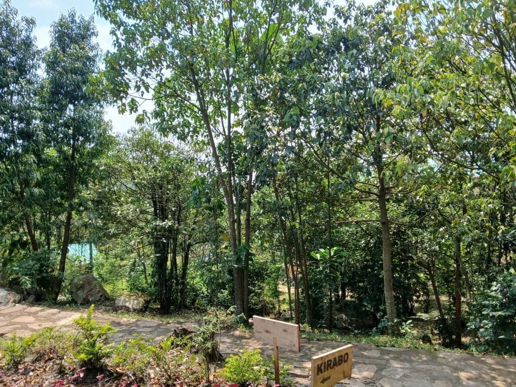 A sign labeled "KIRABO" in a forested area with stone pathways and dense greenery.