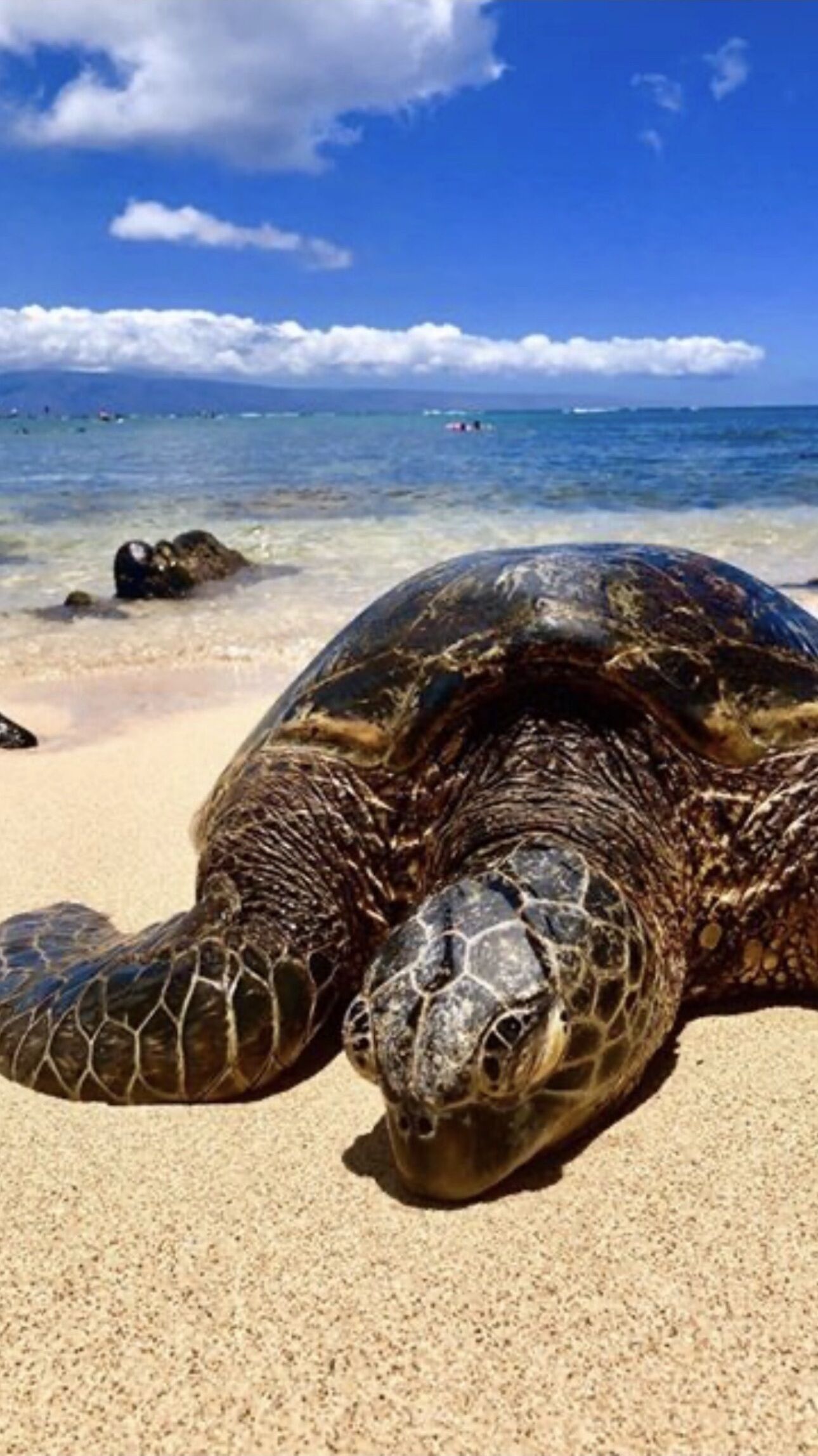 Sun loungers, beach towels