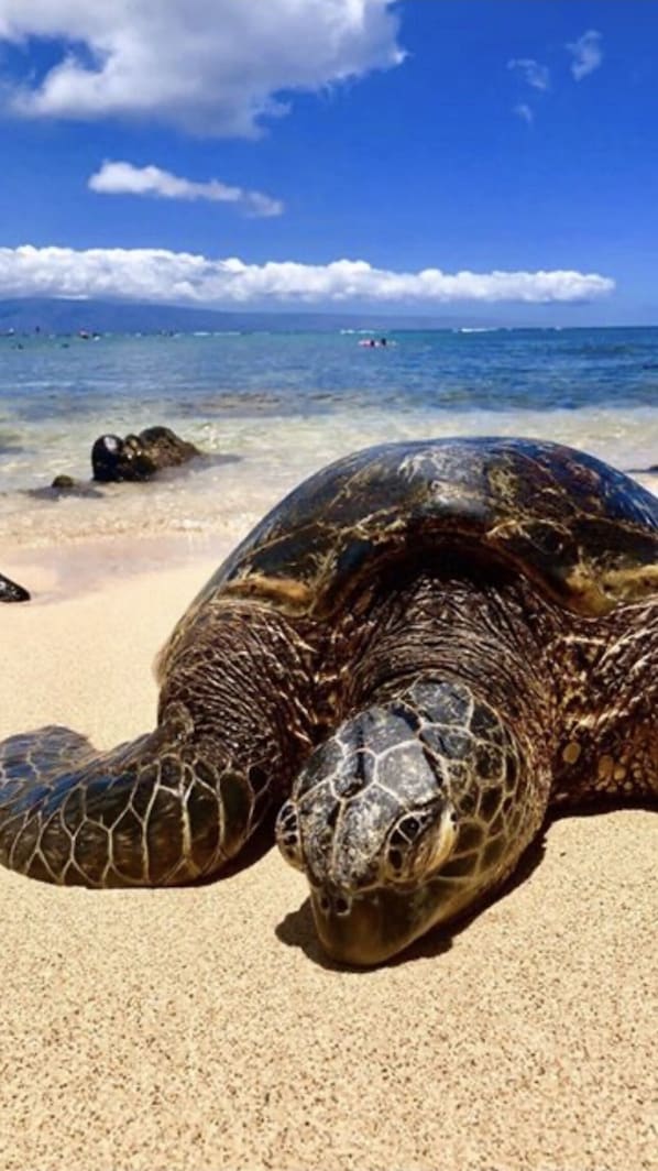 Sun-loungers, beach towels - Modern West Maui Getaway (Lahaina)