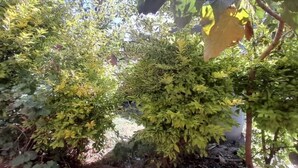 A dense garden area with various shrubs and plants. - Rock Land Guest House (Lalibela)