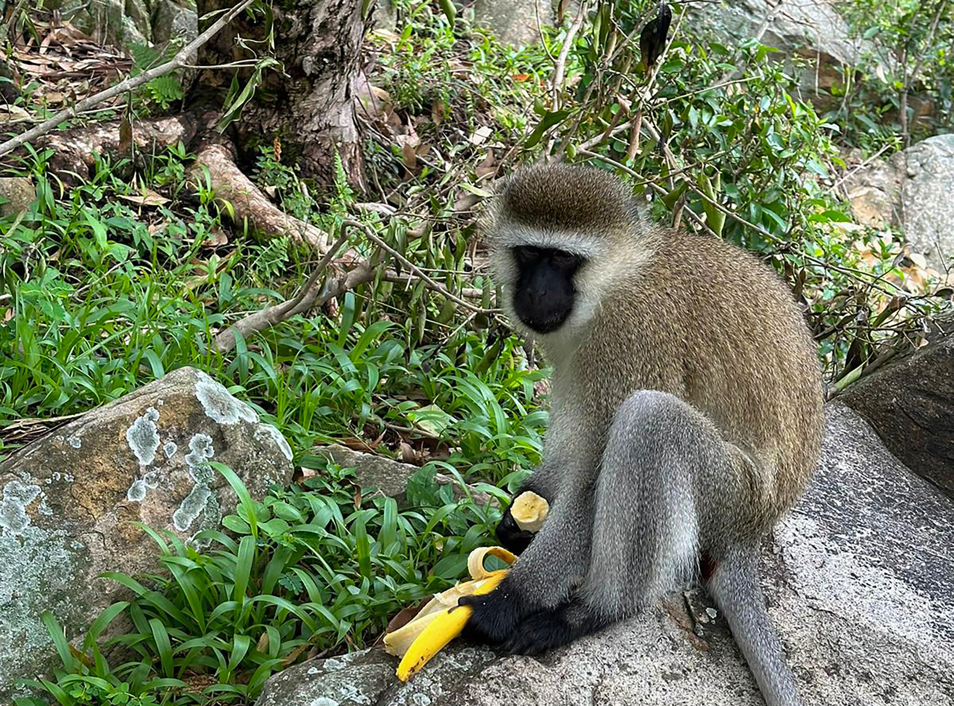 A monkey sitting on a rock with a banana in its hand.