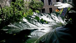 A courtyard with large leaves, a stone wall, and a building with a tiled roof. - Havre de Paix (Montreuil)