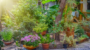 A garden with various potted plants and a wooden fence. - H&B apartments Agmashenebeli II (Tbilisi)