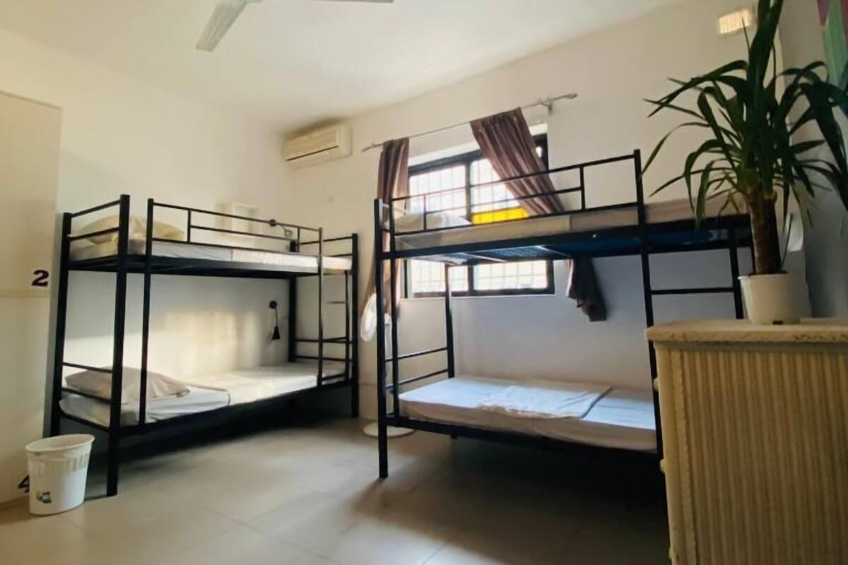 A dormitory room with bunk beds, a ceiling fan, a potted plant, and a window with curtains.