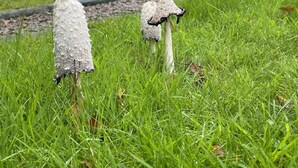 Une zone herbeuse avec deux champignons au premier plan et une maison en arrière-plan.