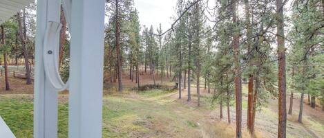A view of a forested area with a path leading through it, visible from a covered structure.