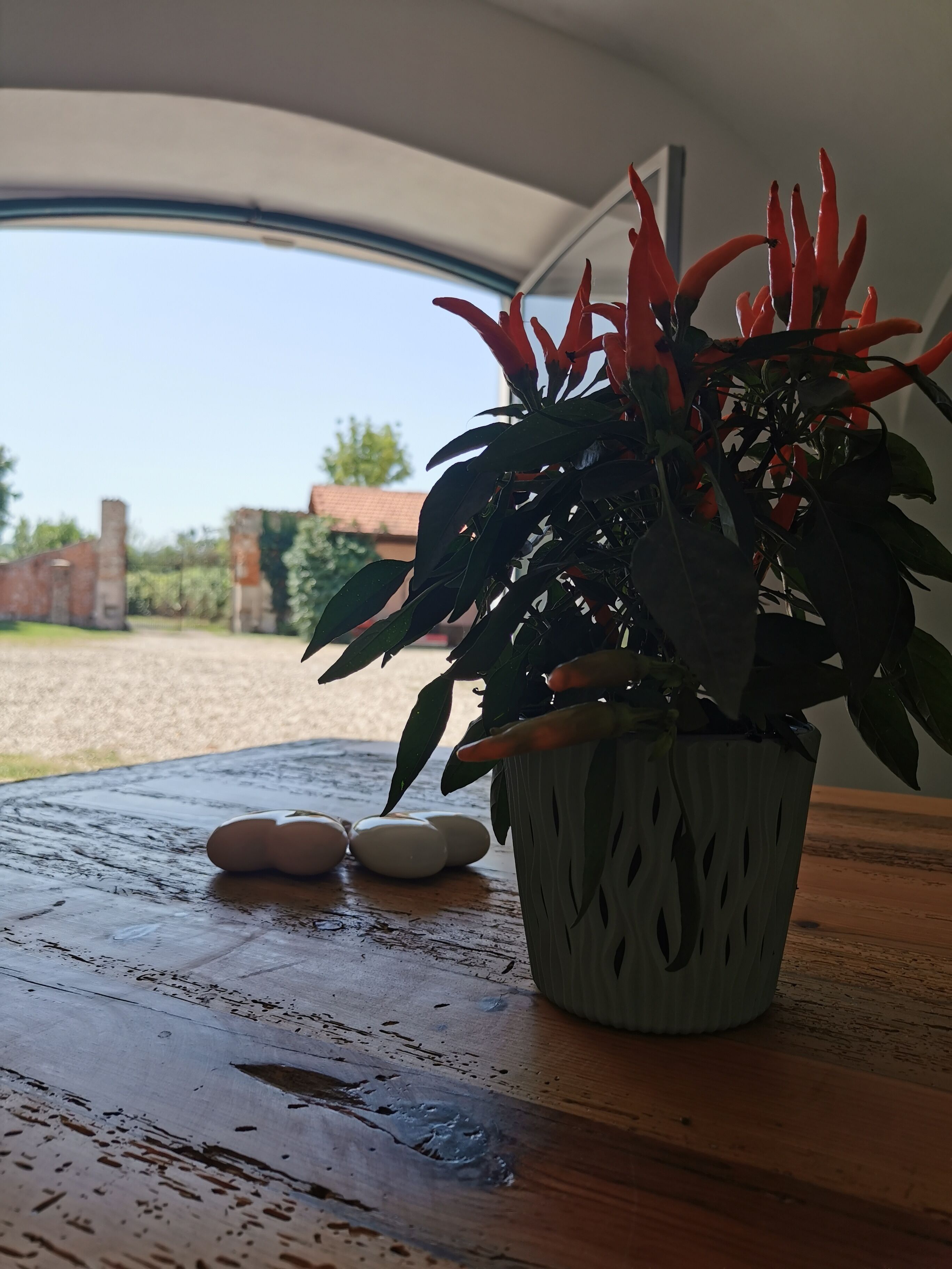 Una planta en maceta con flores rojas sobre una mesa de madera.