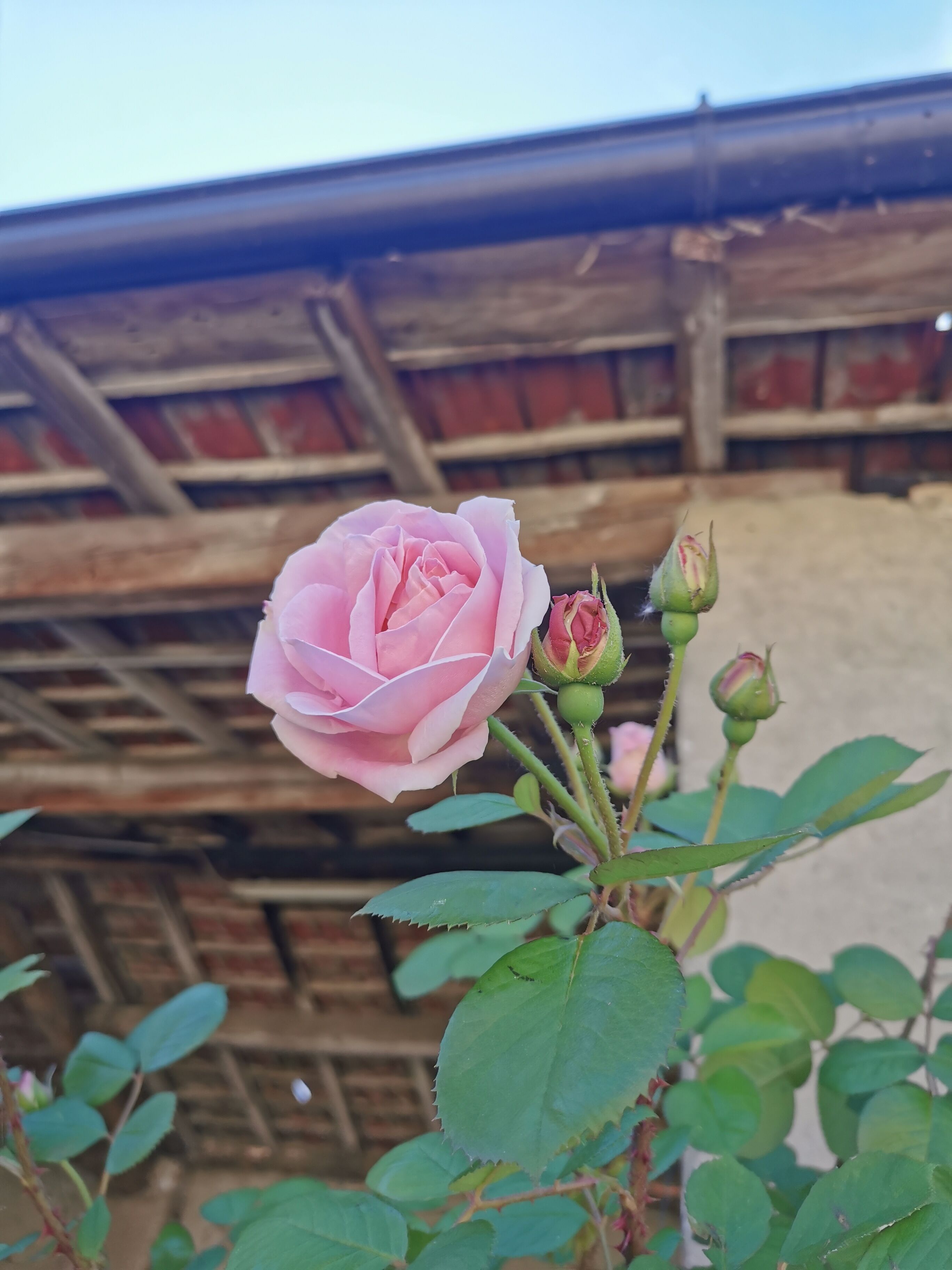 Una rosa rosa con capullos frente a una estructura de madera.