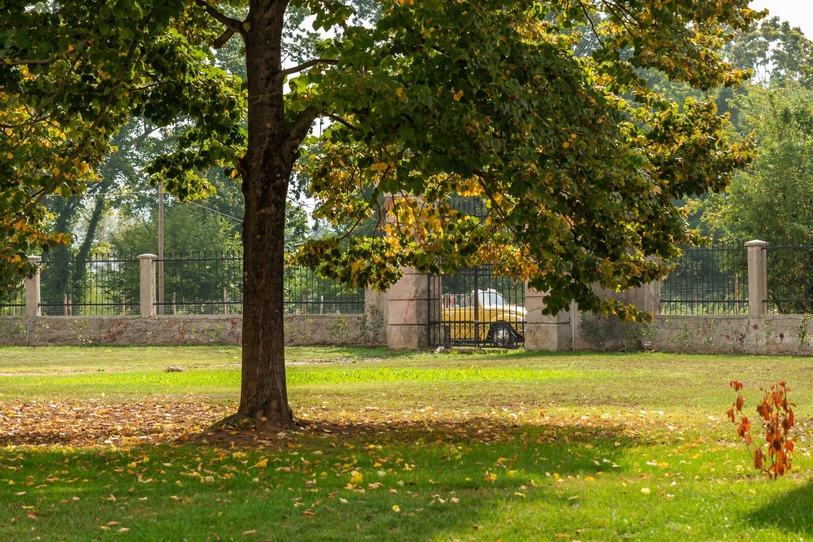 Ein Park mit einem großen Baum, einem Zaun und einem gelben Auto, das dahinter geparkt ist.