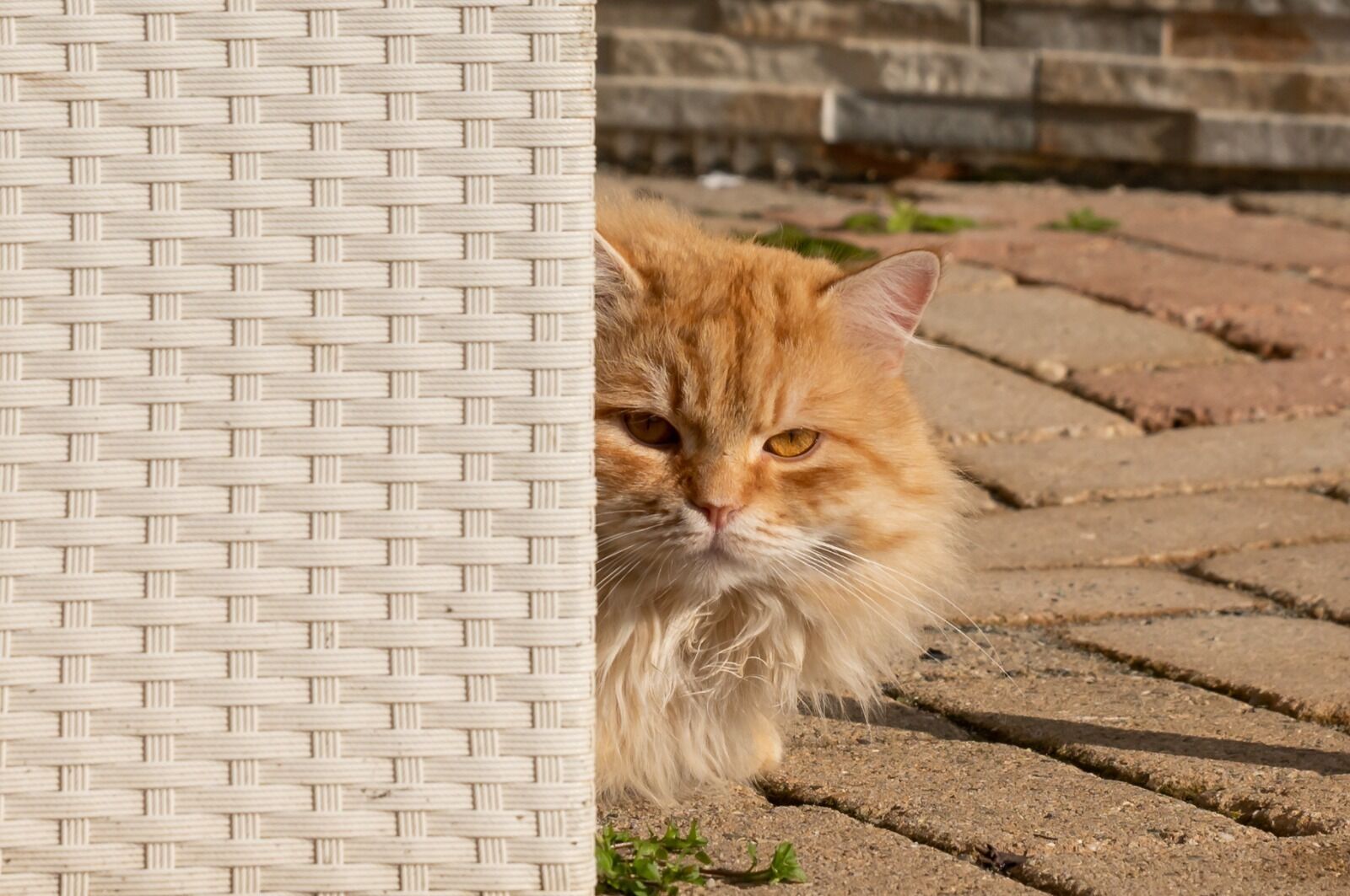 A cat peeking from behind a wicker chair.