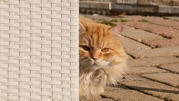 A cat peeking from behind a wicker chair.