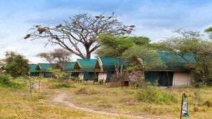 A safari lodge with tents and a large tree in the background. - Anmut (Dar es Salaam)