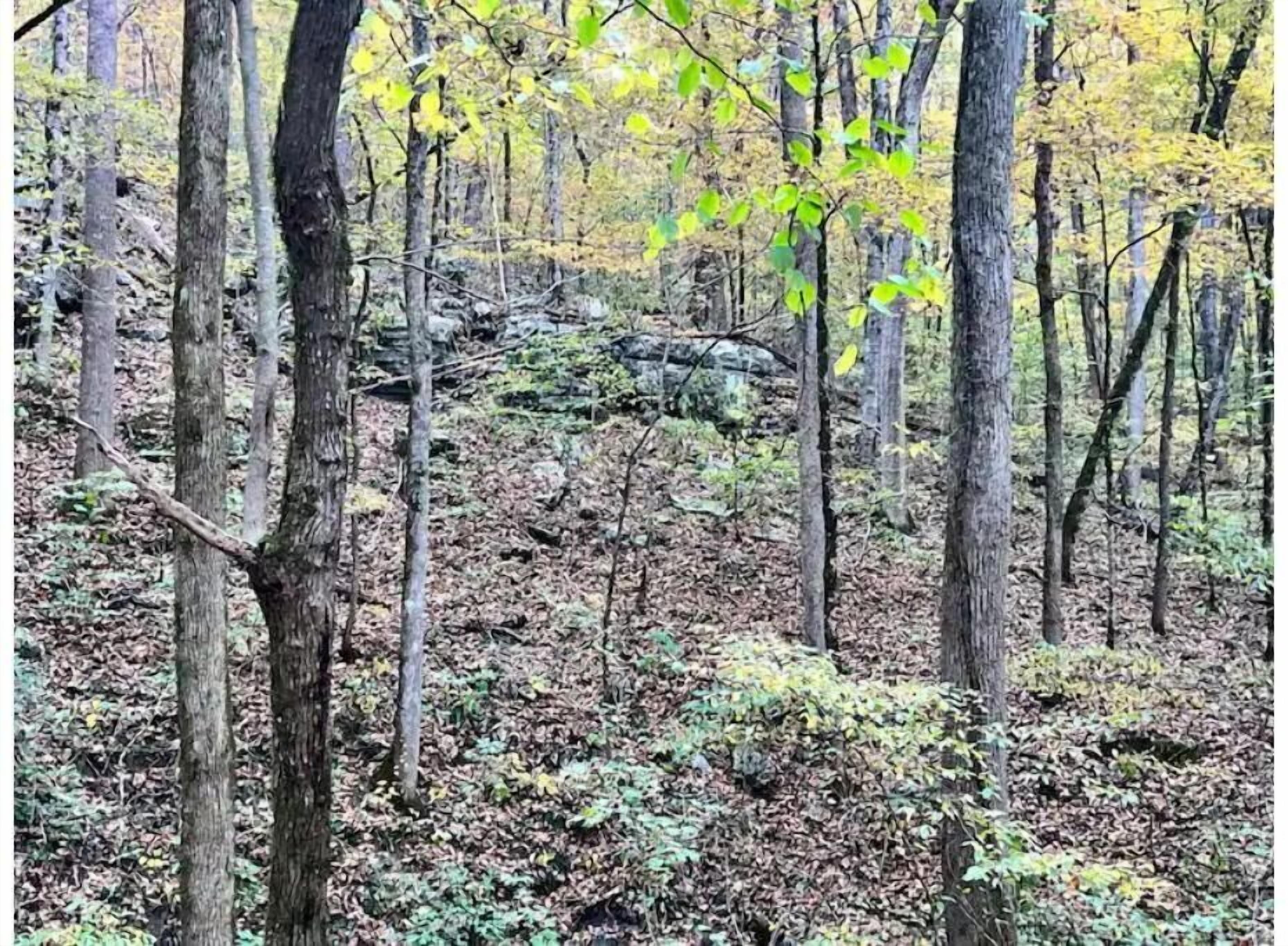 A forest with tall trees and a ground covered in dry leaves.