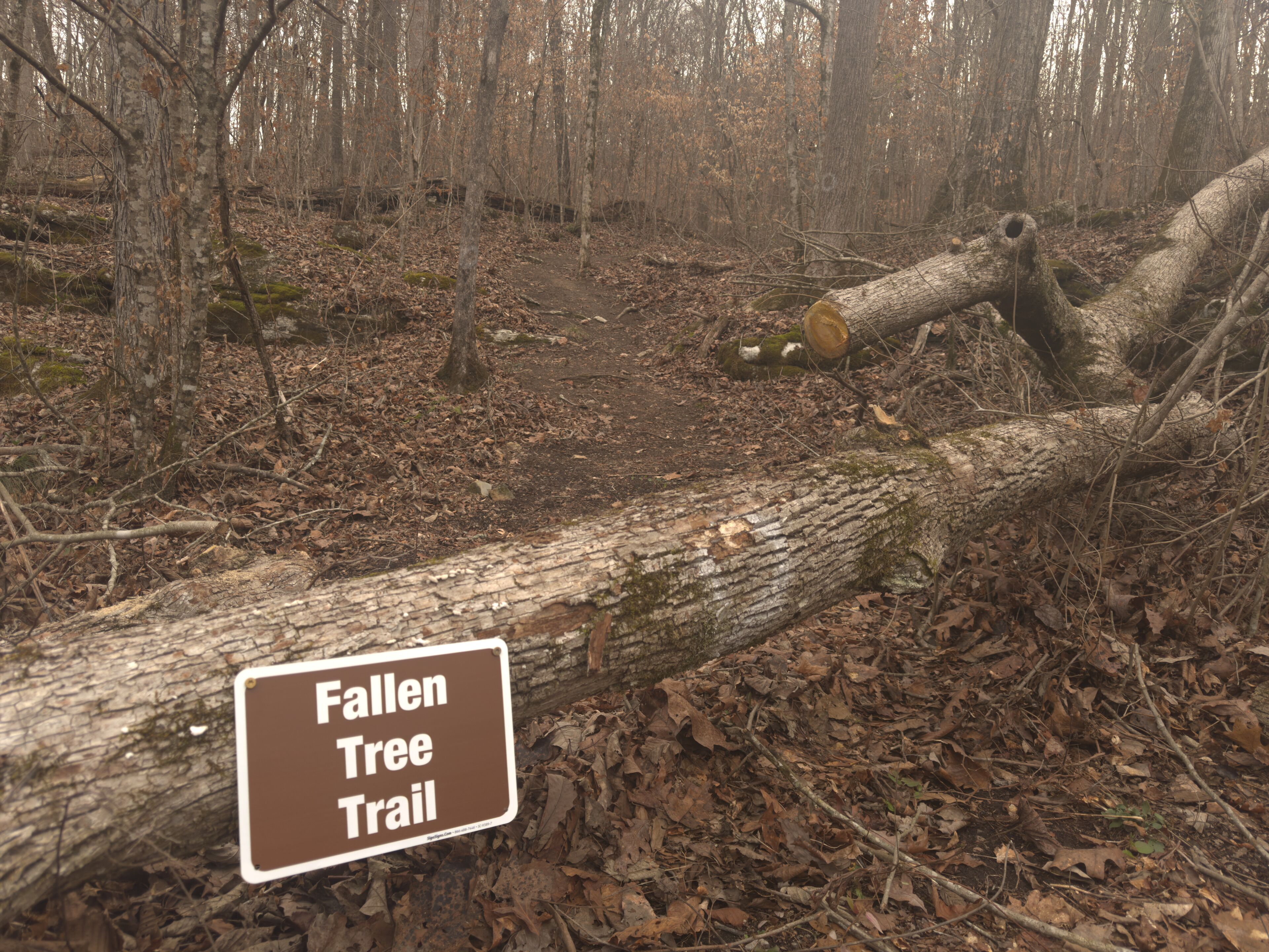Un arbre caigut que bloqueja un sender, amb un senyal que diu 'Fallen Tree Trail'.
