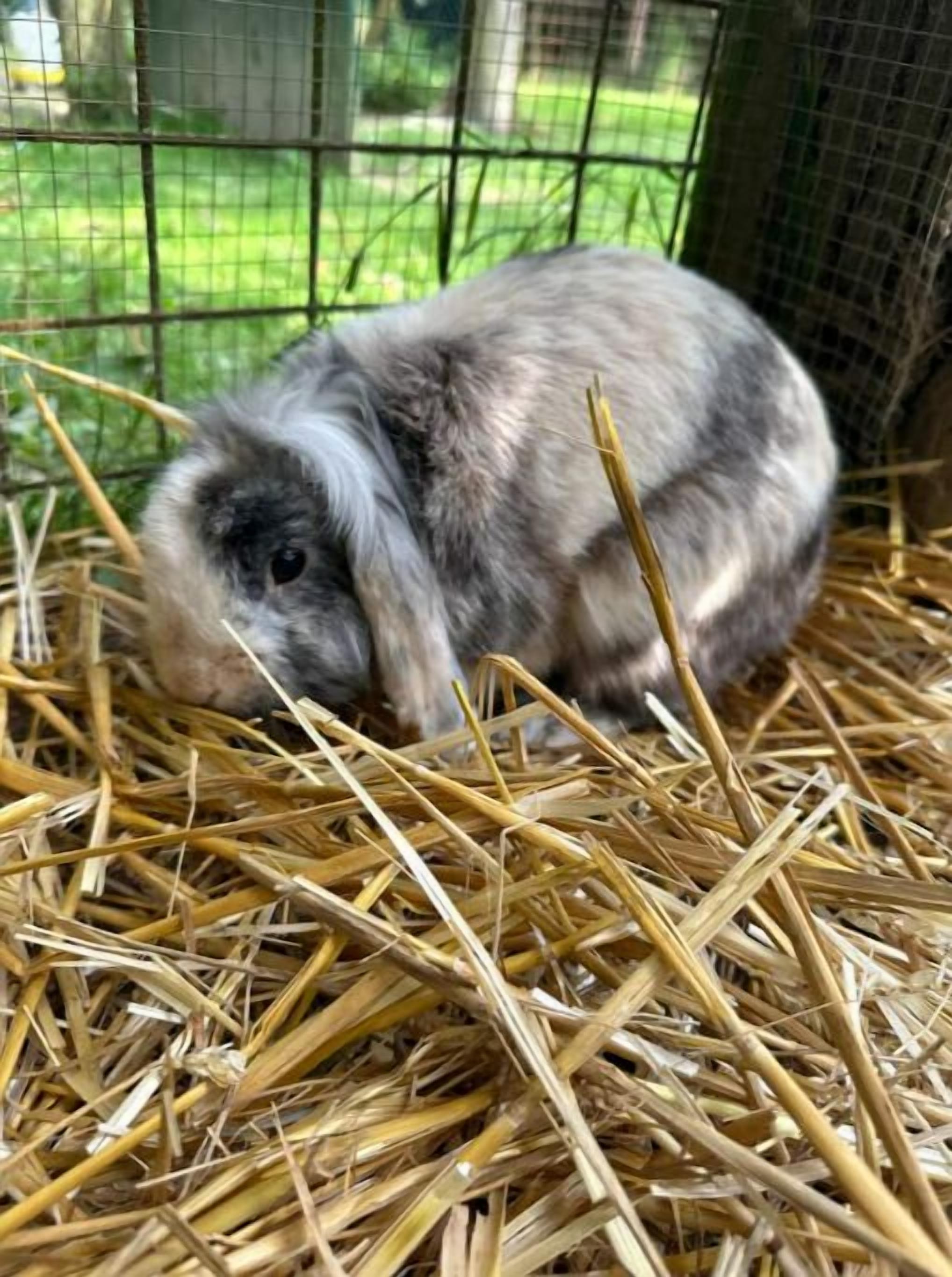 A rabbit in a cage with straw bedding.