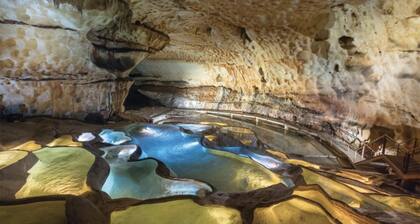 Apparemment des Cèdres