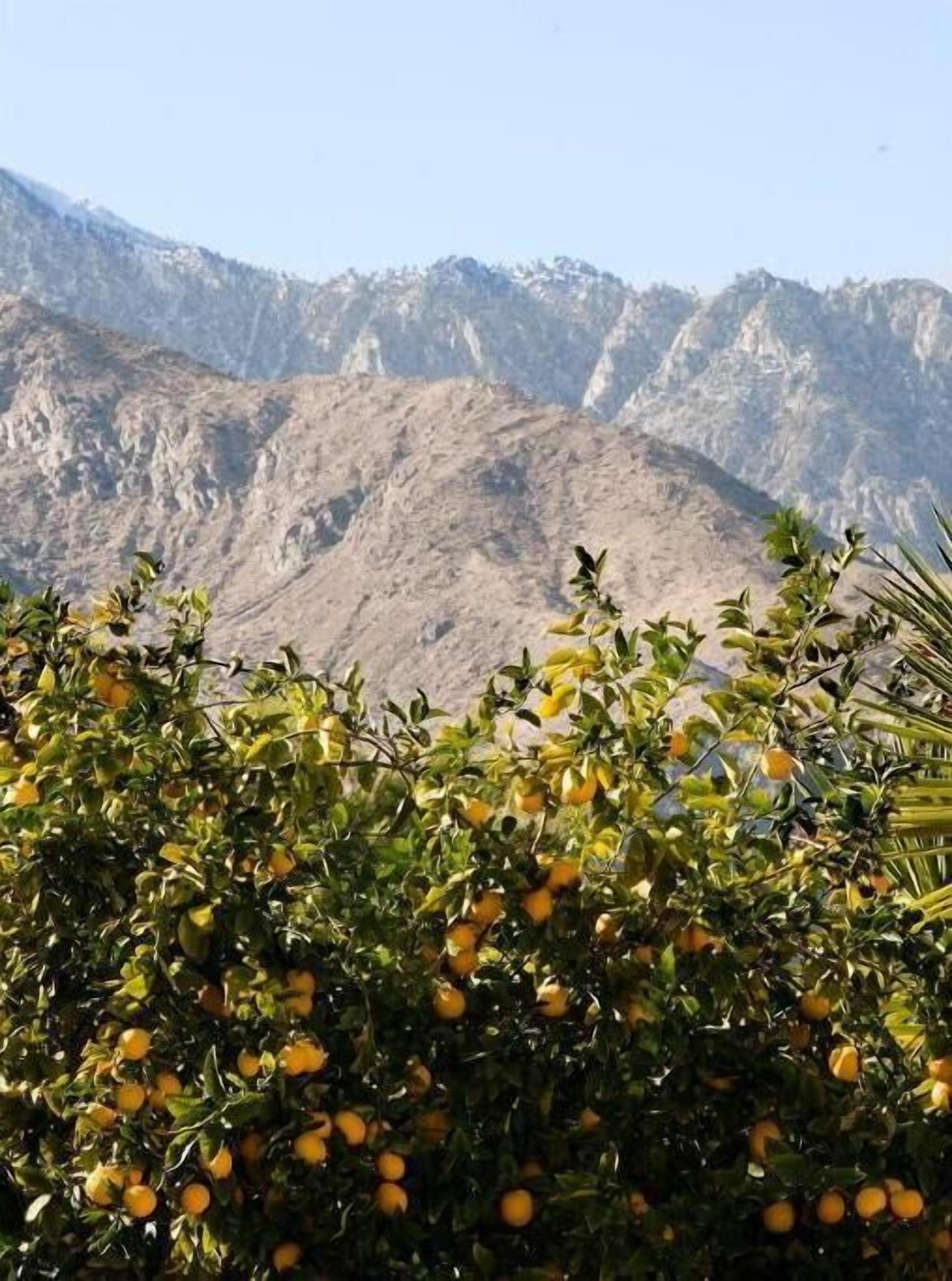 A mountainous landscape with a foreground of dense foliage and fruit-bearing trees.