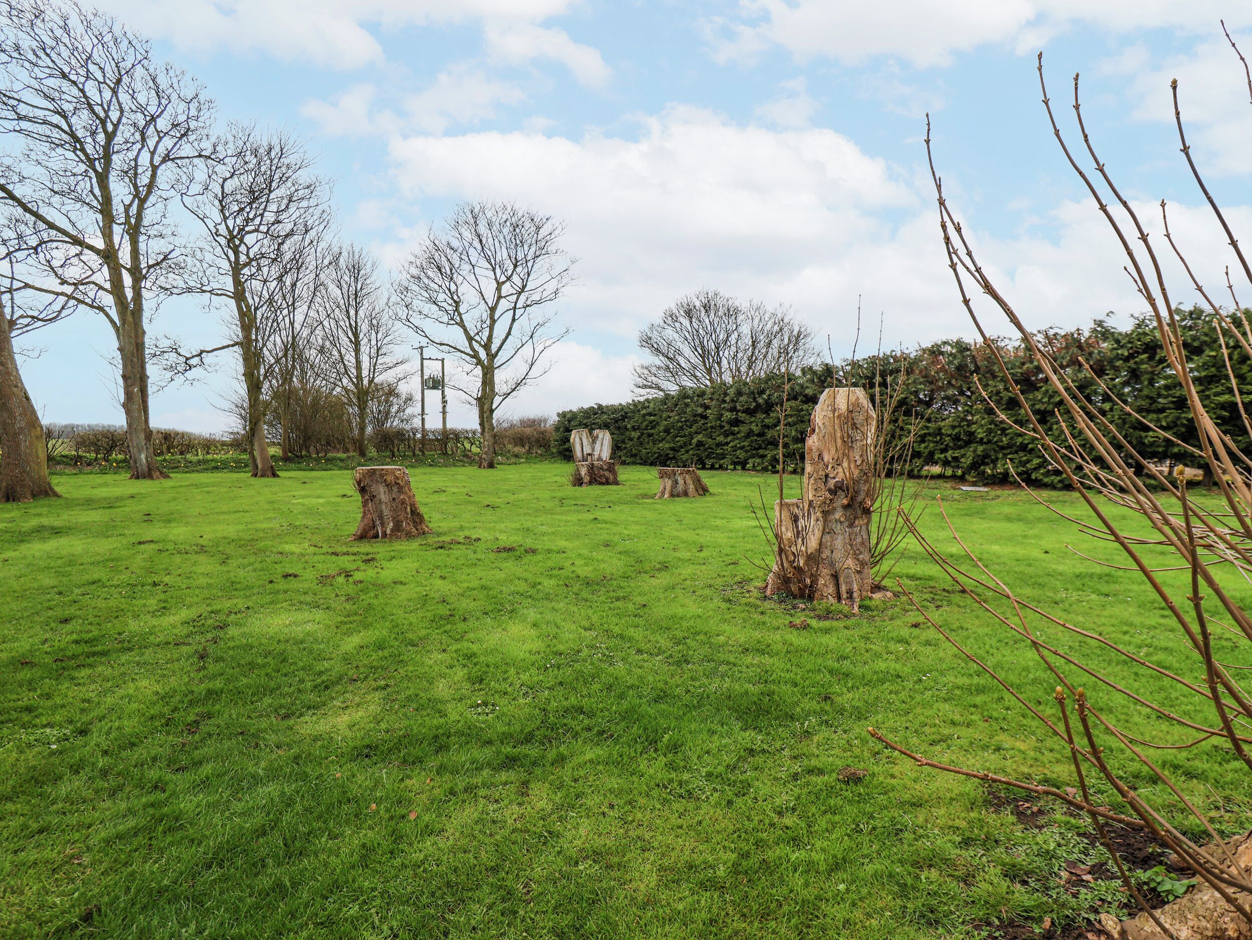A grassy field with several large tree stumps and leafless trees.