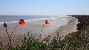 Ein Strand mit blauem Himmel, Wellen und roten Blüten im Vordergrund.