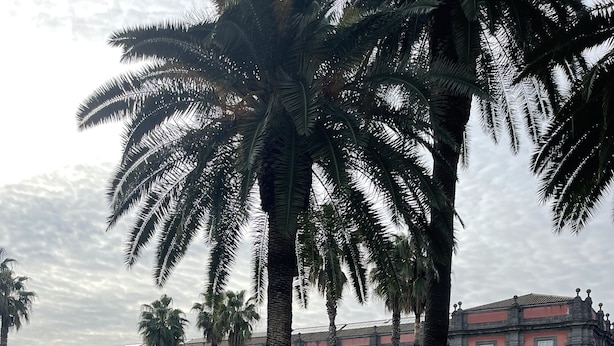 Un edificio grande e histórico con una fachada simétrica, rodeado de un césped bien cuidado y palmeras.