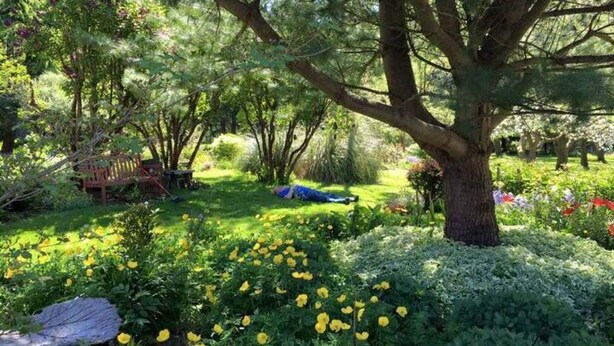 A garden with a bench, a tree, and various plants. - Happy Valley Studio - Peaceful rest in nature, just 5 minutes from downtown!  (Anacortes)