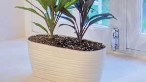 A potted plant on a windowsill with a view of a white door and windows. - H&B apartments Zubalashvili (Tbilisi)