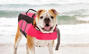 Animaux de compagnie acceptés