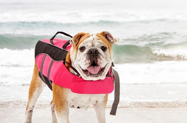 A dog wearing a life jacket on a beach with waves in the background.