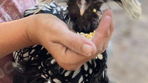 A person holding a chicken with black and white feathers.