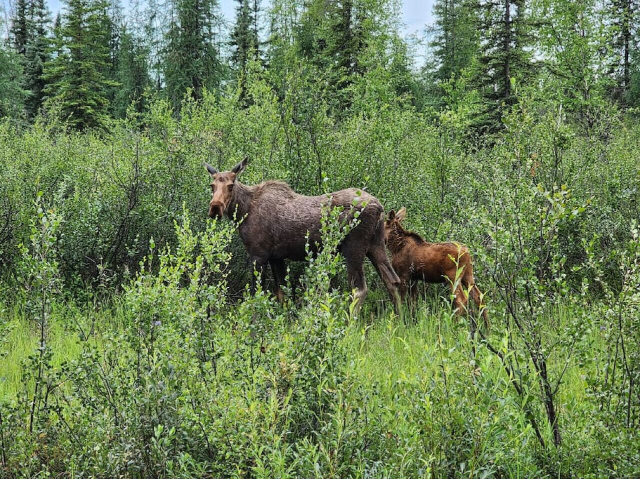 Two moose in a dense green forest.