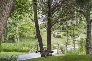 Stroll through a serene natural landscape surrounded by trees and a grassy area, along a well-maintained path.