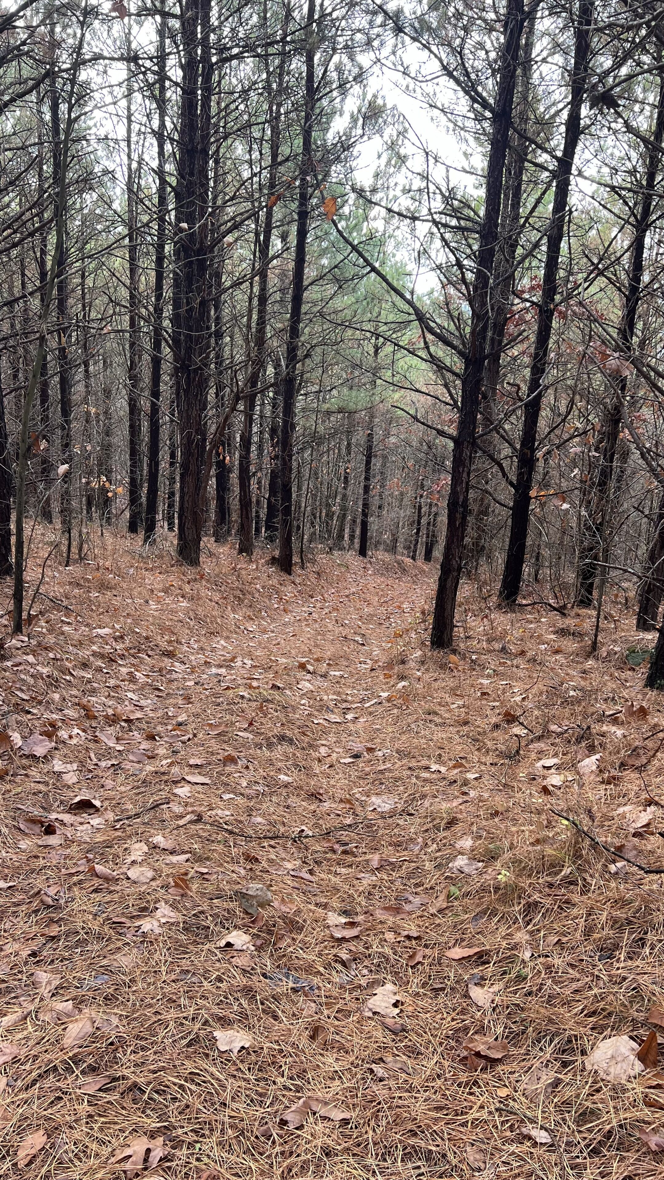 A forest with tall trees and a ground covered in dry leaves and pine needles.