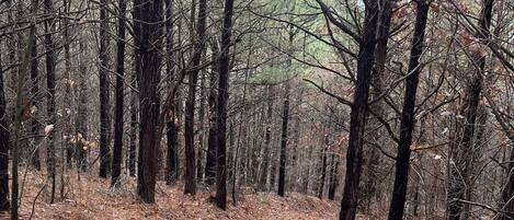 A forest with tall trees and a ground covered in dry leaves and pine needles.